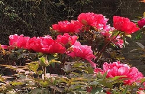 Cleary Gardens