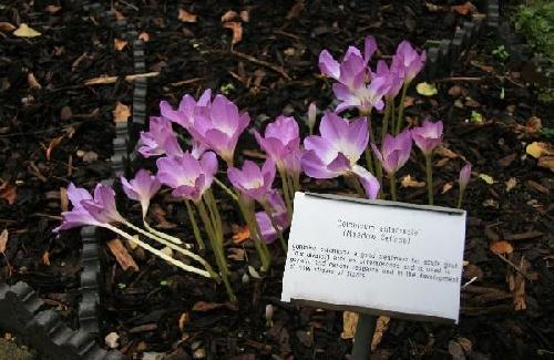 Meadow Saffron